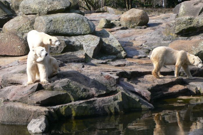 Knut, der Eisbär, der als …