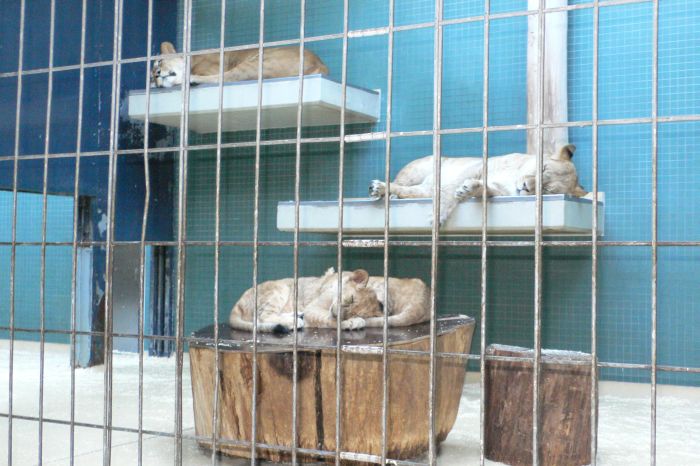 Alle Tiere hielten ihren …