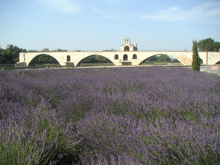 Lavendel und das Lied …