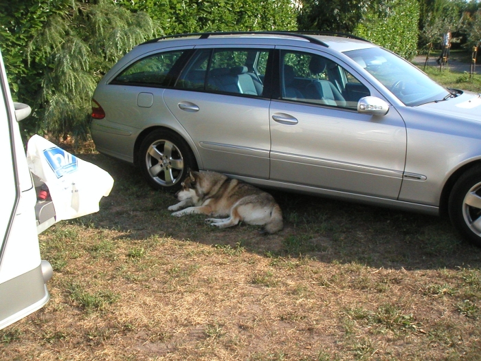 Der Hund und auch die …