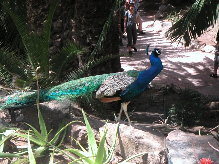 Ein stolzer Pfau …