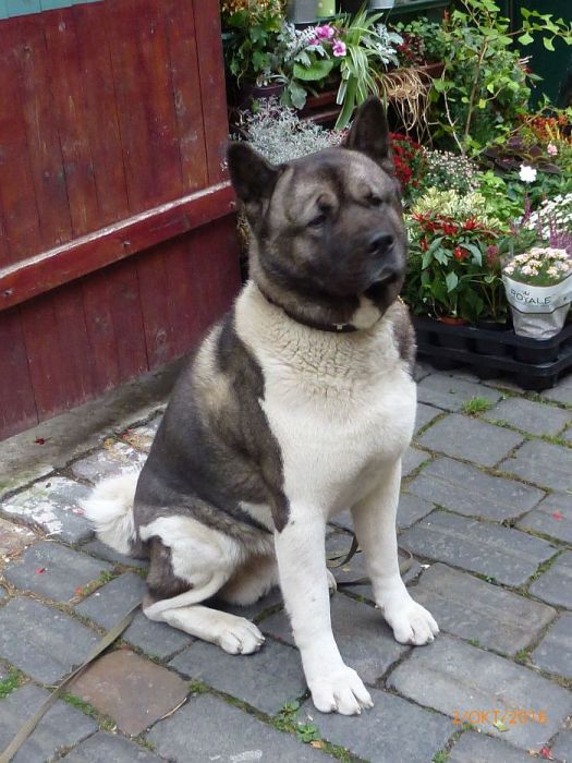 Ein Hund darf nicht fehlen. ...