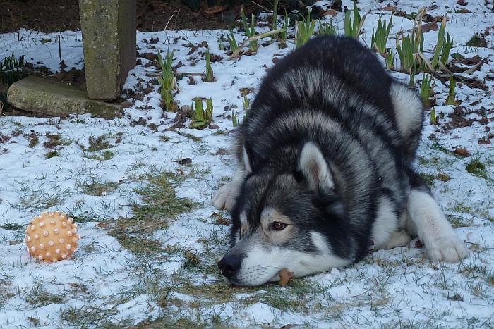 In meinem Garten darf …