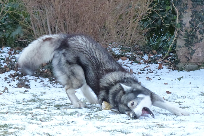 Wälzen auf dem Ball …