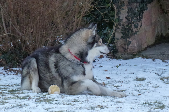 Da kommt ein Hund, ..