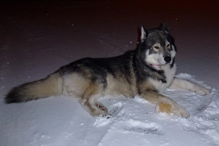 Endlich ist Winter in …