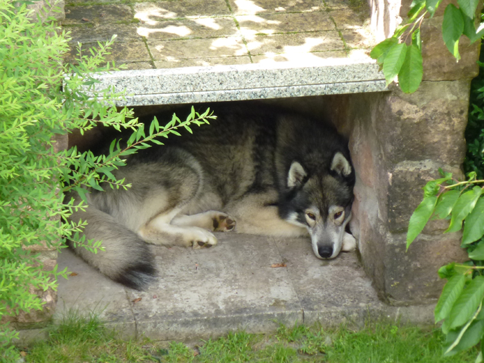 Wieder zu Hause in …