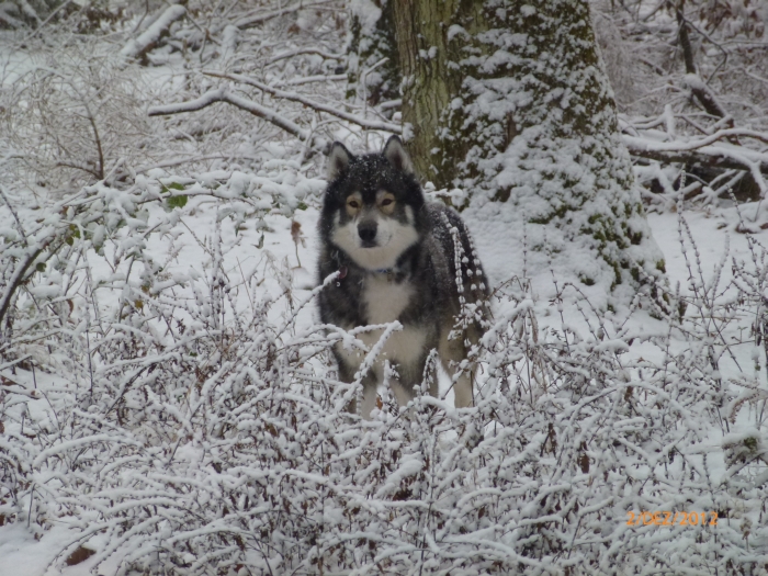 Schneeflöckchen , …