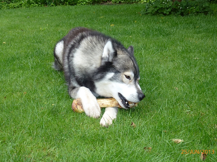 Da ich den ersten Knochen …
