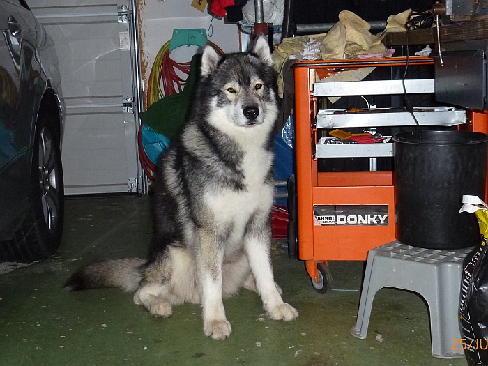 Hier in der Garage muss er …