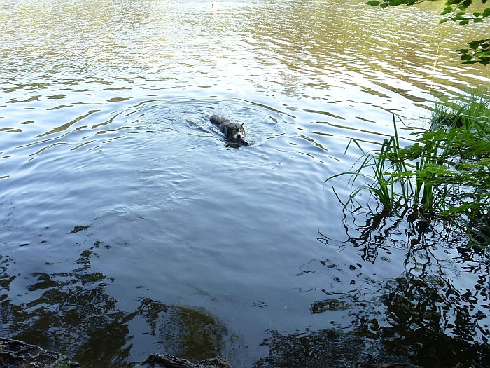 Gerne gehe ich ins Wasser …