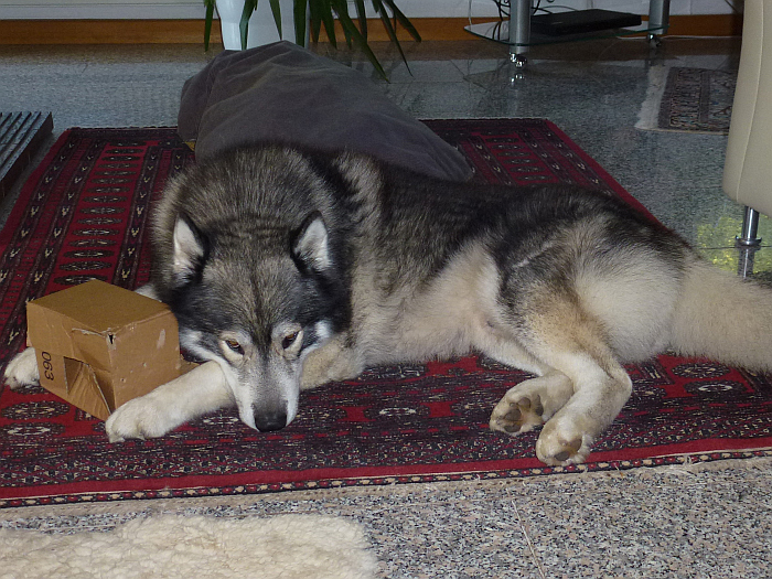 Mein Freund der Paketbote …