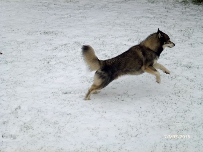 Leider blieb der Schnee nicht …
