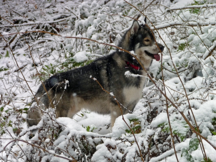 Der Schnee hat für mich …