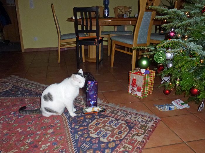 Sogar Socke, der Kater, darf …