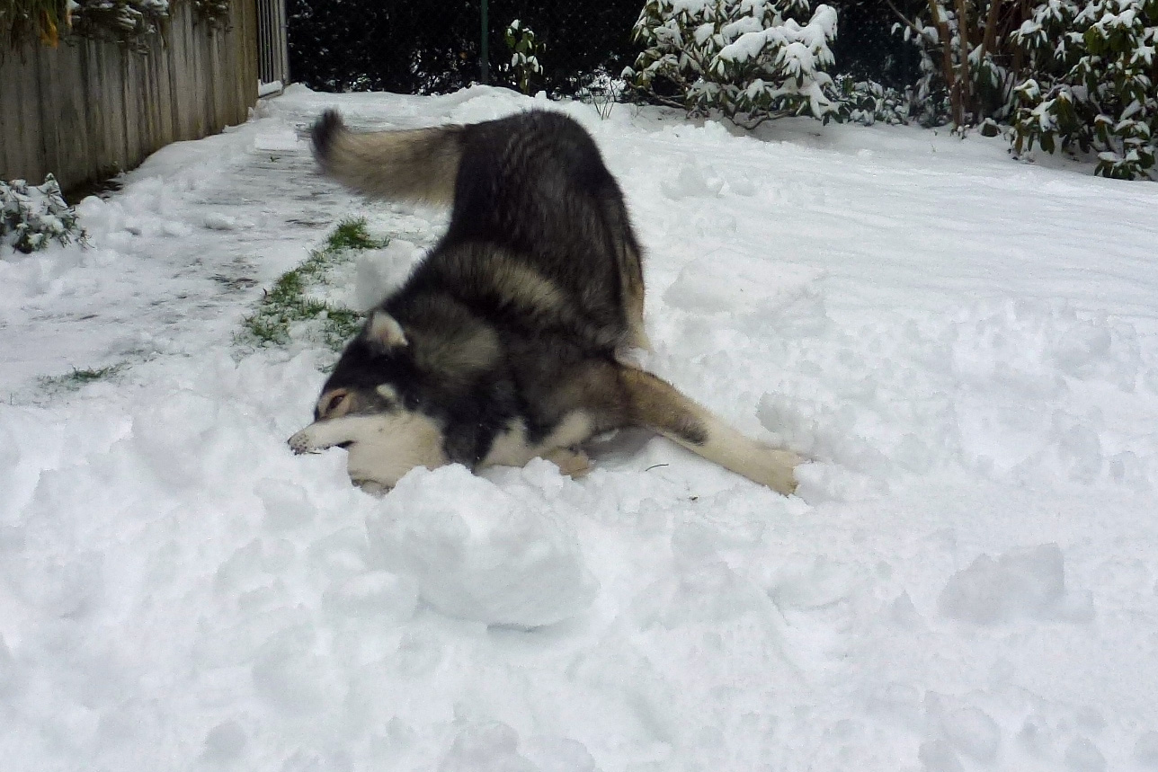 Verflixt, wo ist nur mein Ball …