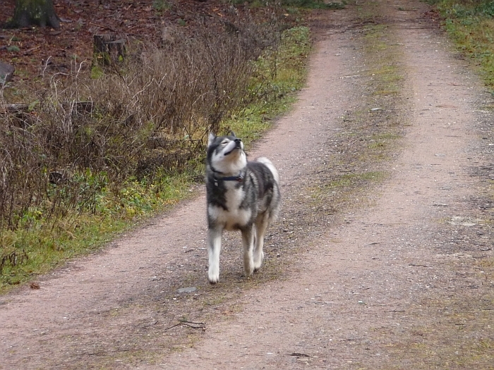 Ich rieche etwas zum …