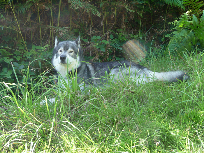 Schatten, Farn und hohes …