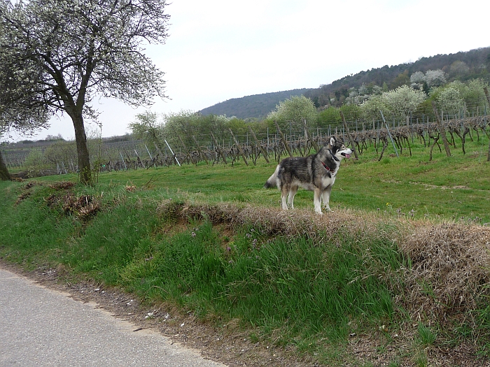 Dem Geruch nach gibt es …