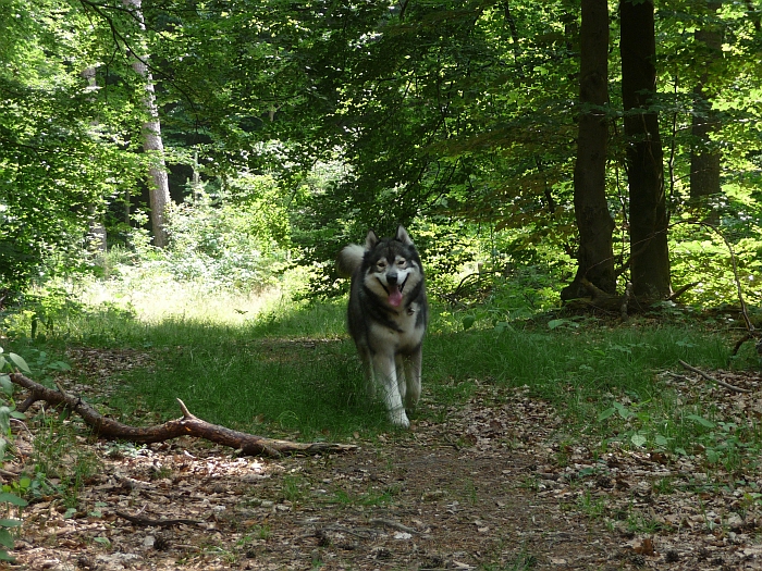 Endlich bin ich abgeleint …