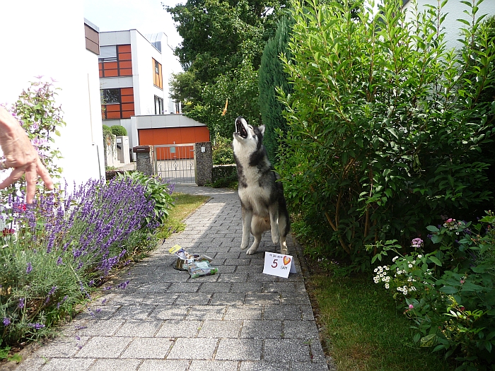 Ich habe es geahnt, sogar …