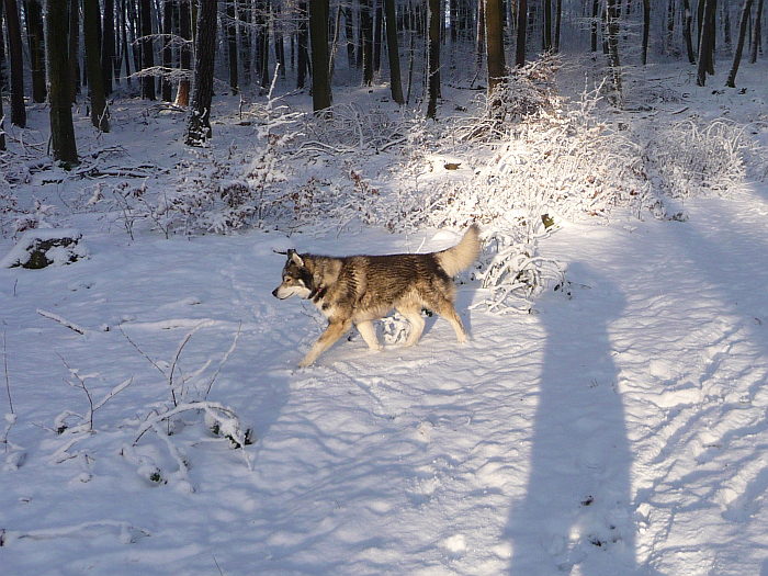 Nicht nur Schnee, sondern …