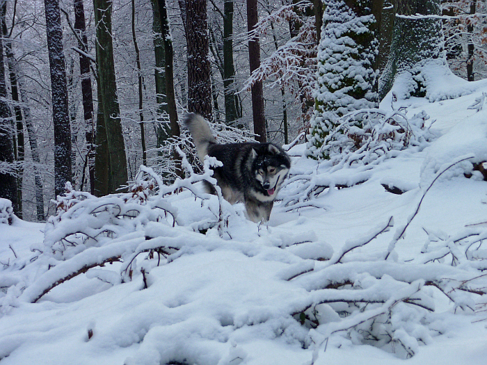 Ruhe …. hier raschelt es …
