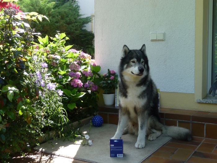 Paul wurde festgehalten …