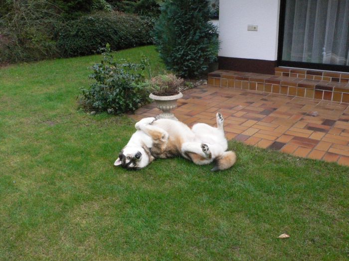 Ich glaube, ich bin …