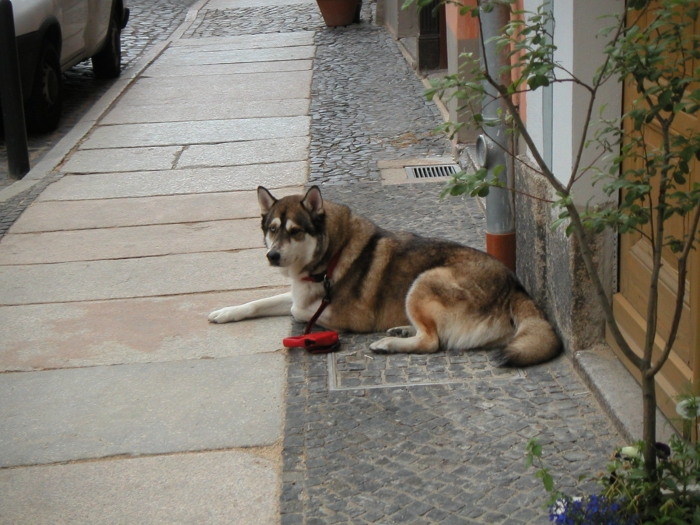 Meine Familie kauft ein …
