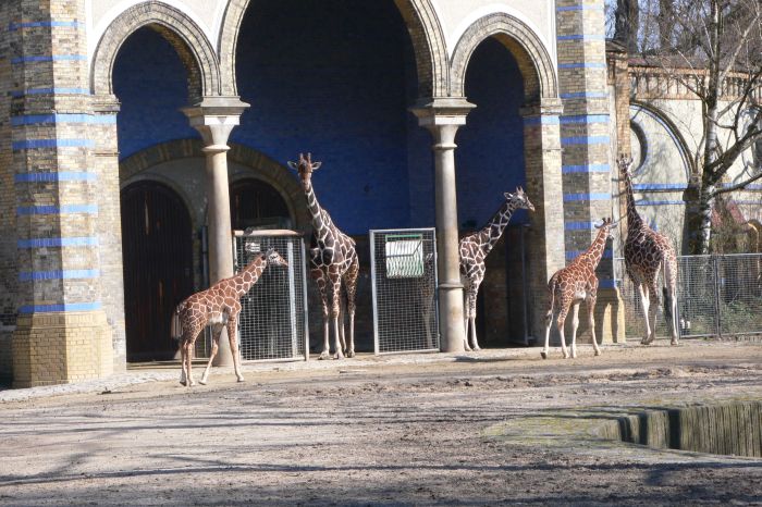 Nur die Giraffen schienen …
